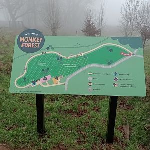 Monkey forest map