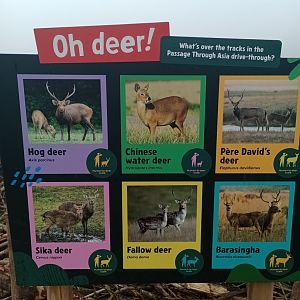 Monkey Forest deer sign
