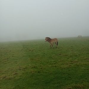 Przewaski's wild horse