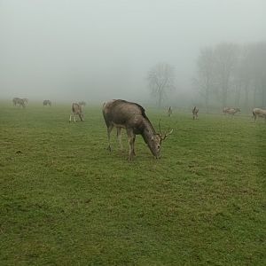Pere David's deer stag