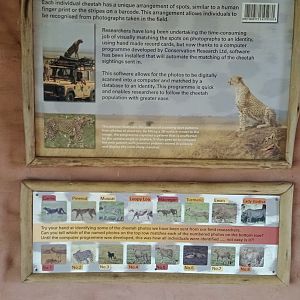 A cheetah match-thingee