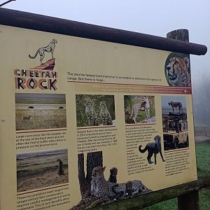 Cheetah breeding information board