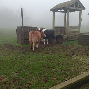 Dwarf zebu and Shetland cattle