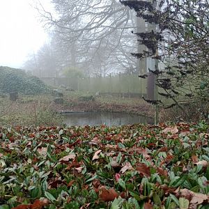Ring-tailed lemur troop