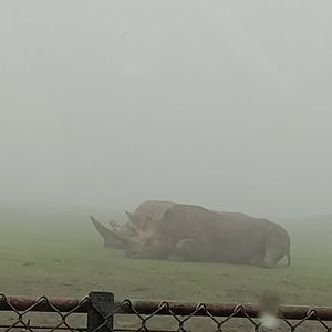 Southern white rhino