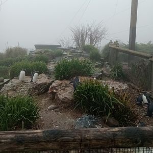 Northern rockhopper penguin