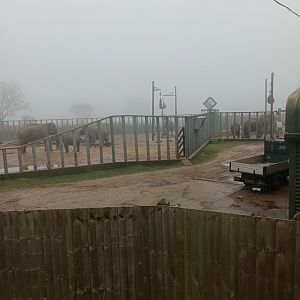 Asian elephant herd (all females)