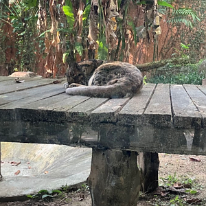 New clouded leopard exhibit.