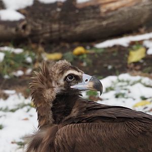 Cinereous Vulture 1