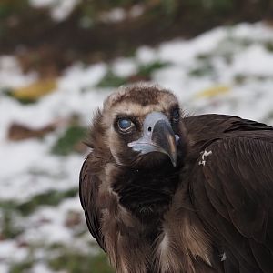 Cinereous Vulture 2