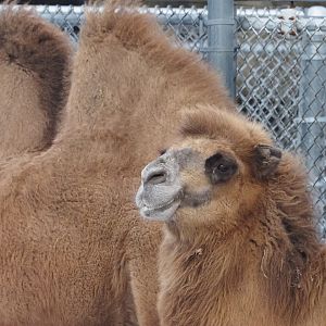 Bactrian Camel 1