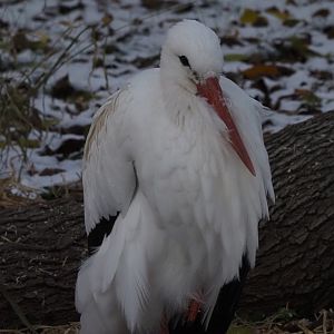 White Stork 1