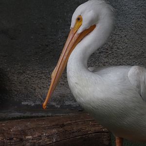 American White Pelican
