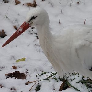 White Stork 2