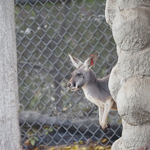 Red Kangaroo 1