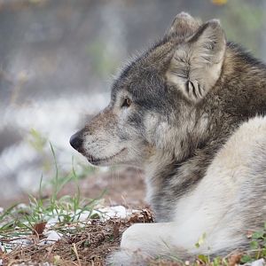 Gray Wolf 1