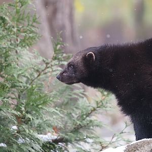 Eurasian Wolverine 1