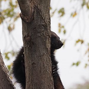 Eurasian Wolverine 2