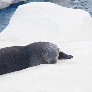 Southern Sea Otter