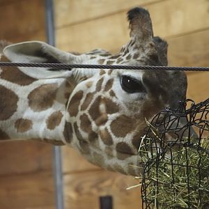 Reticulated/Generic Giraffe