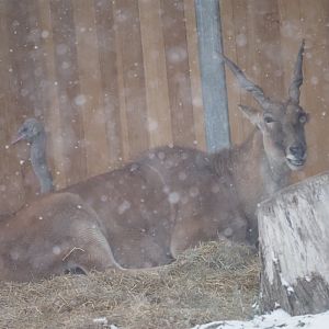 Common Eland and Common Ostrich