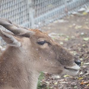 Common Eland