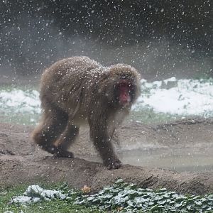Japanese Macaque