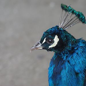 Indian Peafowl