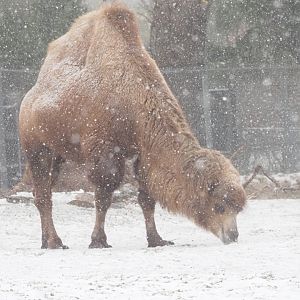 Bactrian Camel 2