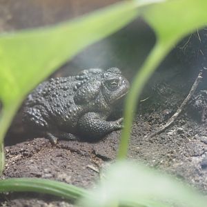 Wyoming Toad
