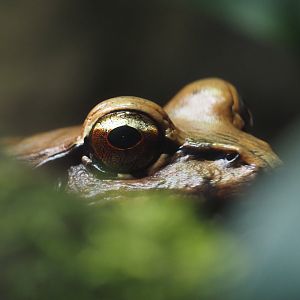 Smoky Jungle Frog