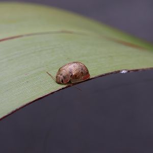 Eucalyptus Tortoise Beetle (Paropsis charybdis)
