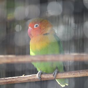 Fischer’s Lovebird (Agapornis fischeri)