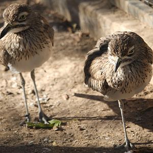 Water Thick-knee (Burhinus vermiculatus)
