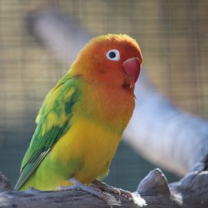 Fischer’s Lovebird (Agapornis fischeri)