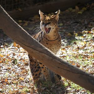Serval (Leptailurus serval)
