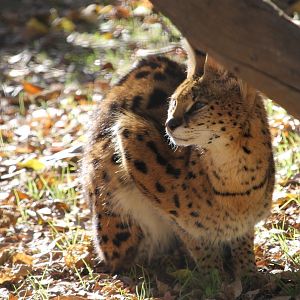 Serval