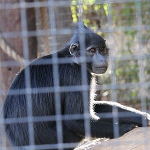 Black Mangabey (Lophocebus aterrimus)