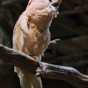 Moluccan Cockatoo (Cacatua molucanensis)