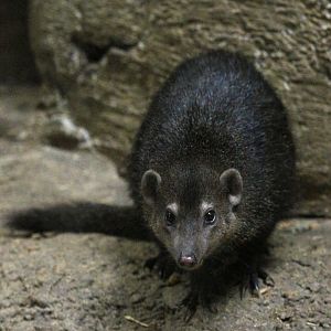 Curious Common Kusimanse