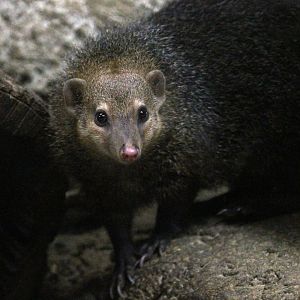 Common Kusimanse (Crossarchus obscurus)