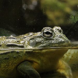 African Bullfrog (Pyxicephalus adspersus)