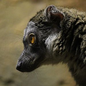 Brown Lemur (Eulemur fuscus)