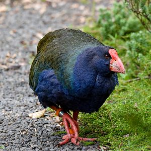 South Island Takahe