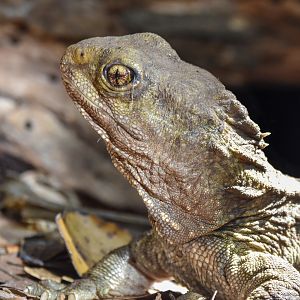 Tuatara