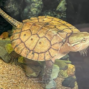 Juvenile Big-Headed Turtle (Platysternon sp)