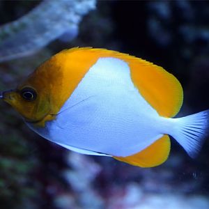 Pyramid Butterflyfish
