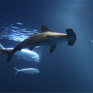Scalloped Hammerhead