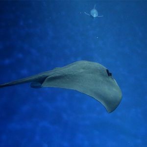 Pelagic Stingray