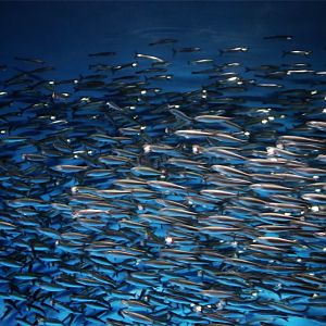 Californian Anchovy School